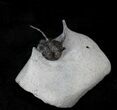 Rare Eifel Cyphaspis Trilobite - Germany #22839-5